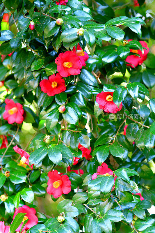 山茶花/日本山茶花花:红色，粉红色和白色